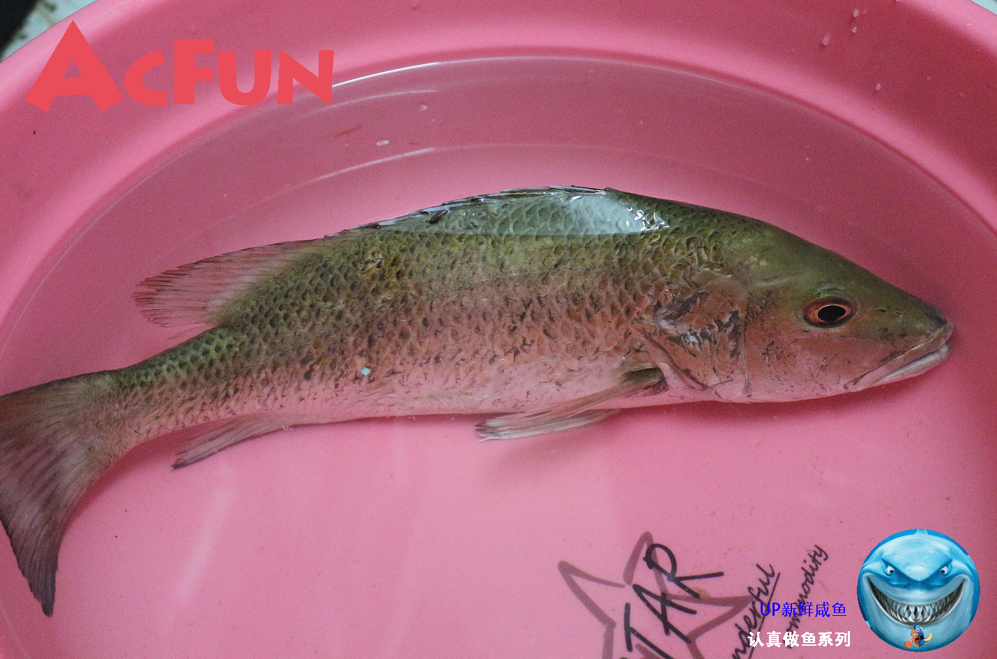 【认真做鱼系列132】王厨师长的云学徒饭馆开张第一餐 红友鱼