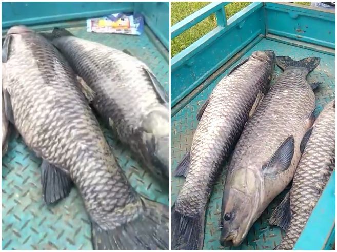 阜阳颍州西湖清淤现大鱼一条重达近百斤