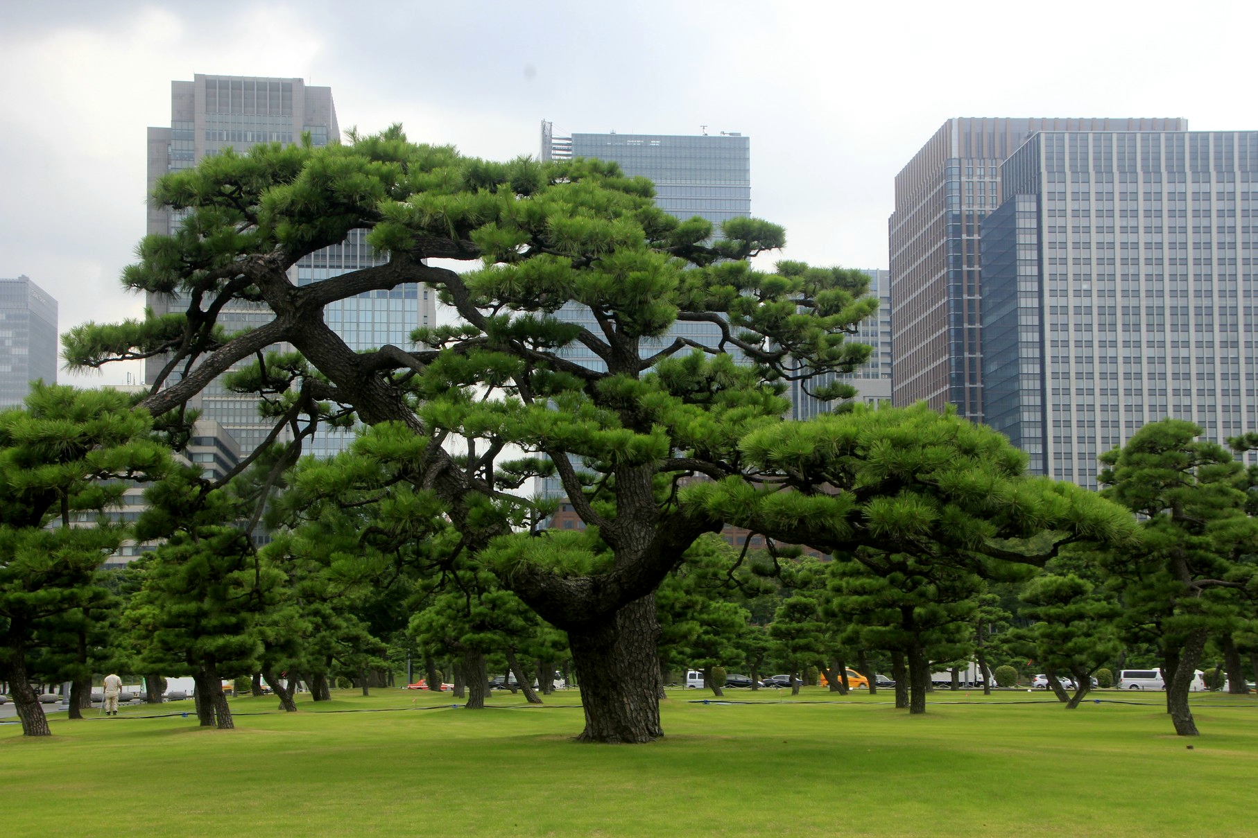 日本庭院松树品种图片