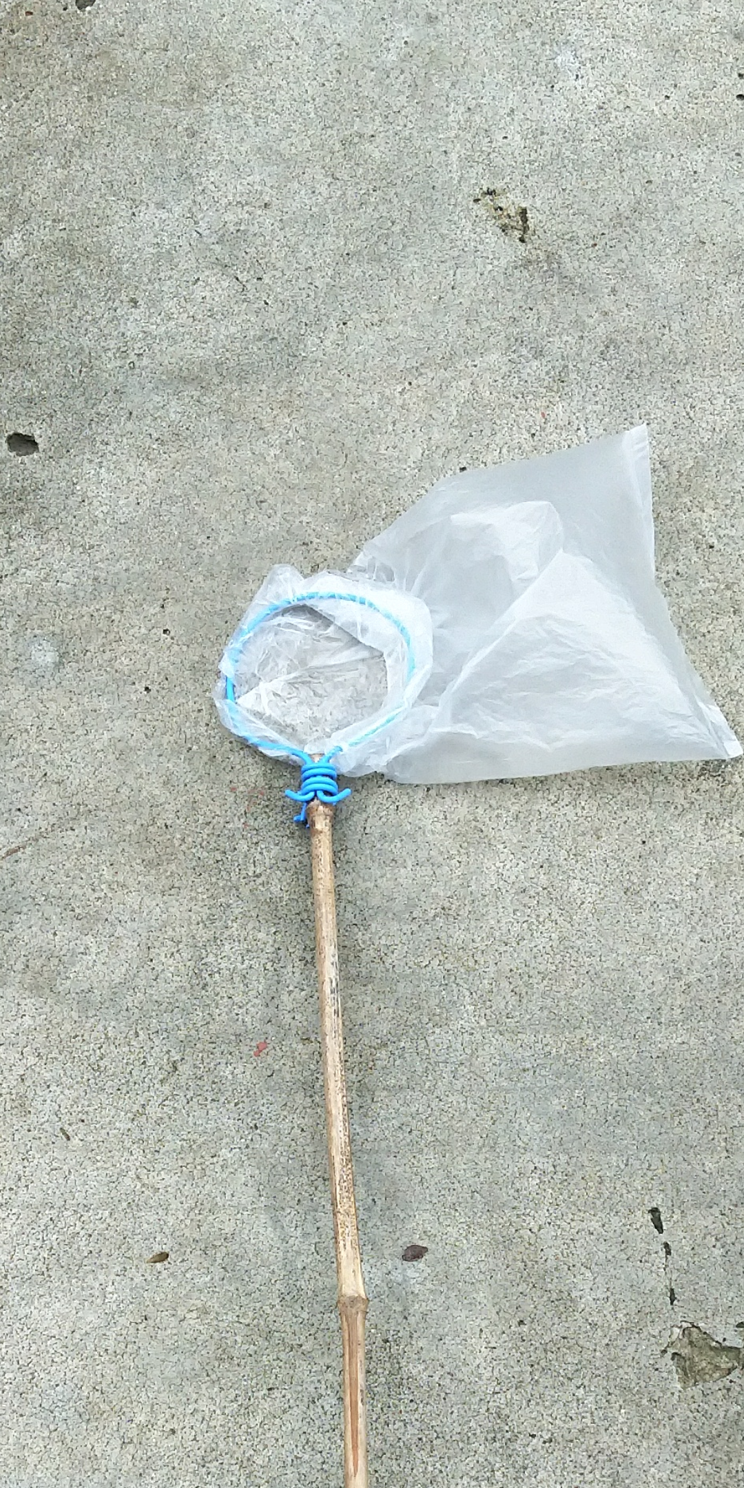 油炸知了了解一下