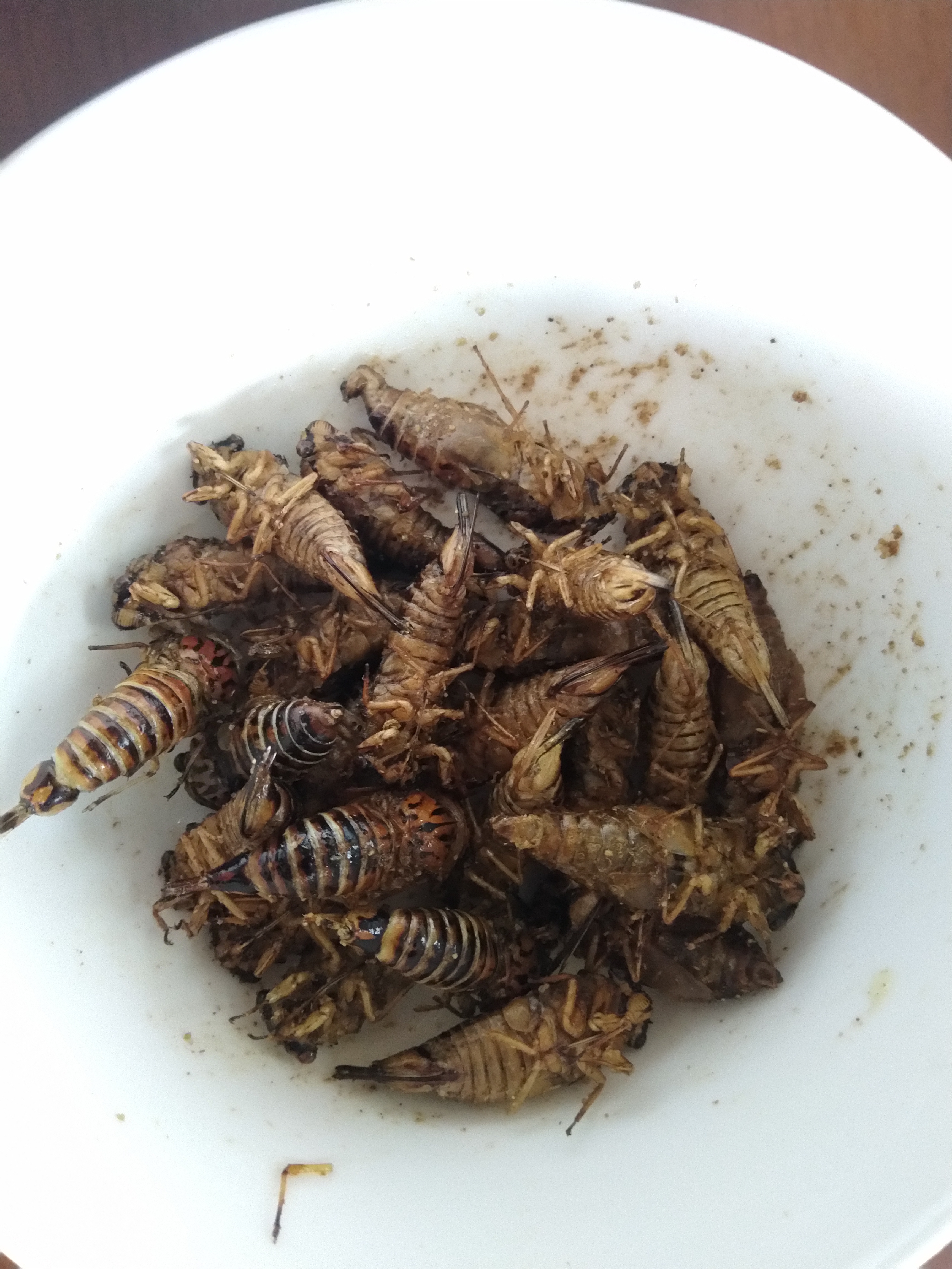 油炸知了了解一下