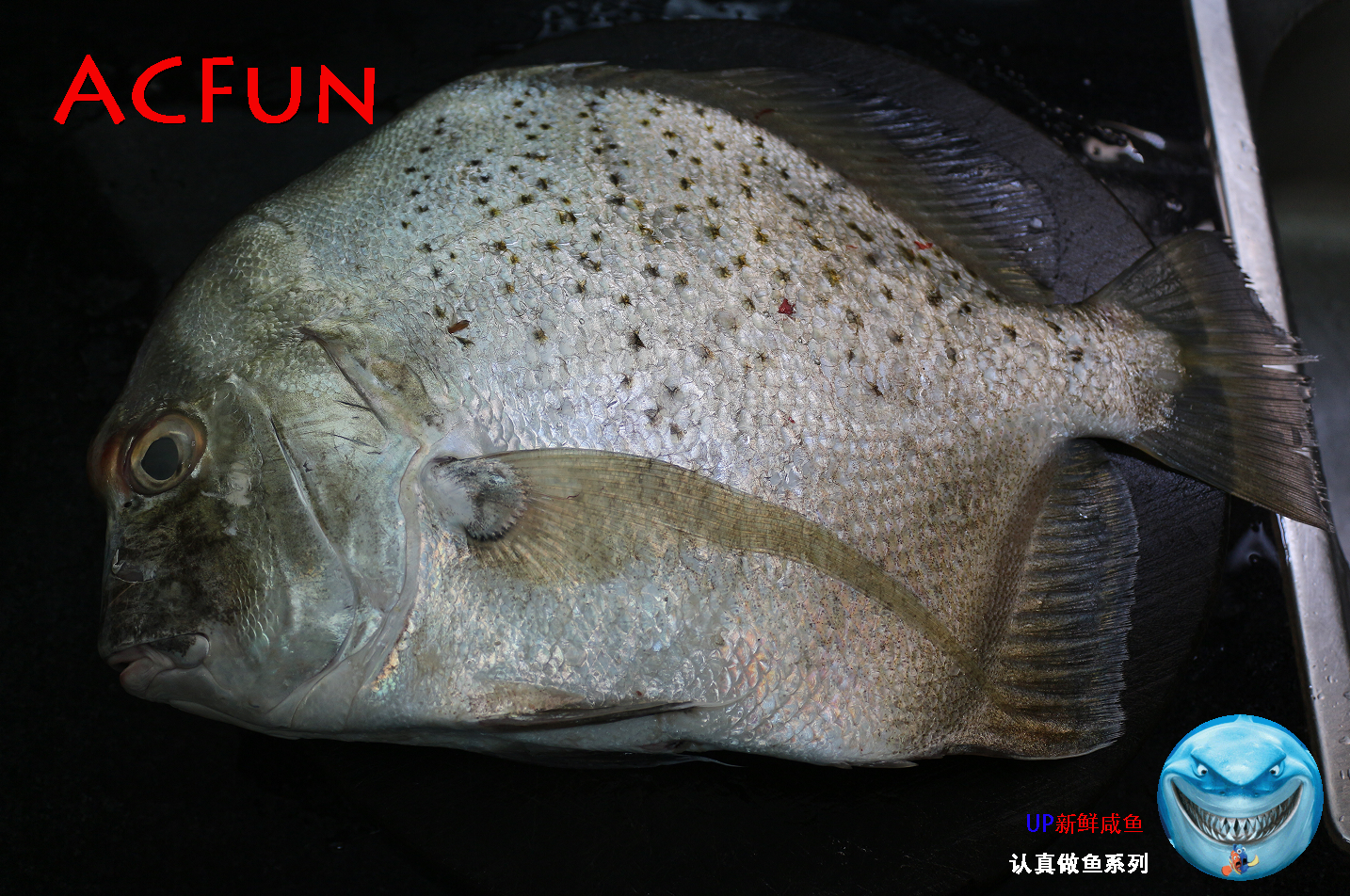 【认真做鱼系列143】斑点鸡笼鲳