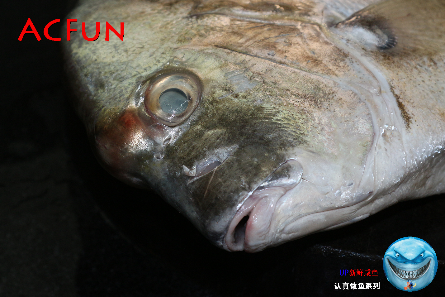 【认真做鱼系列143】斑点鸡笼鲳