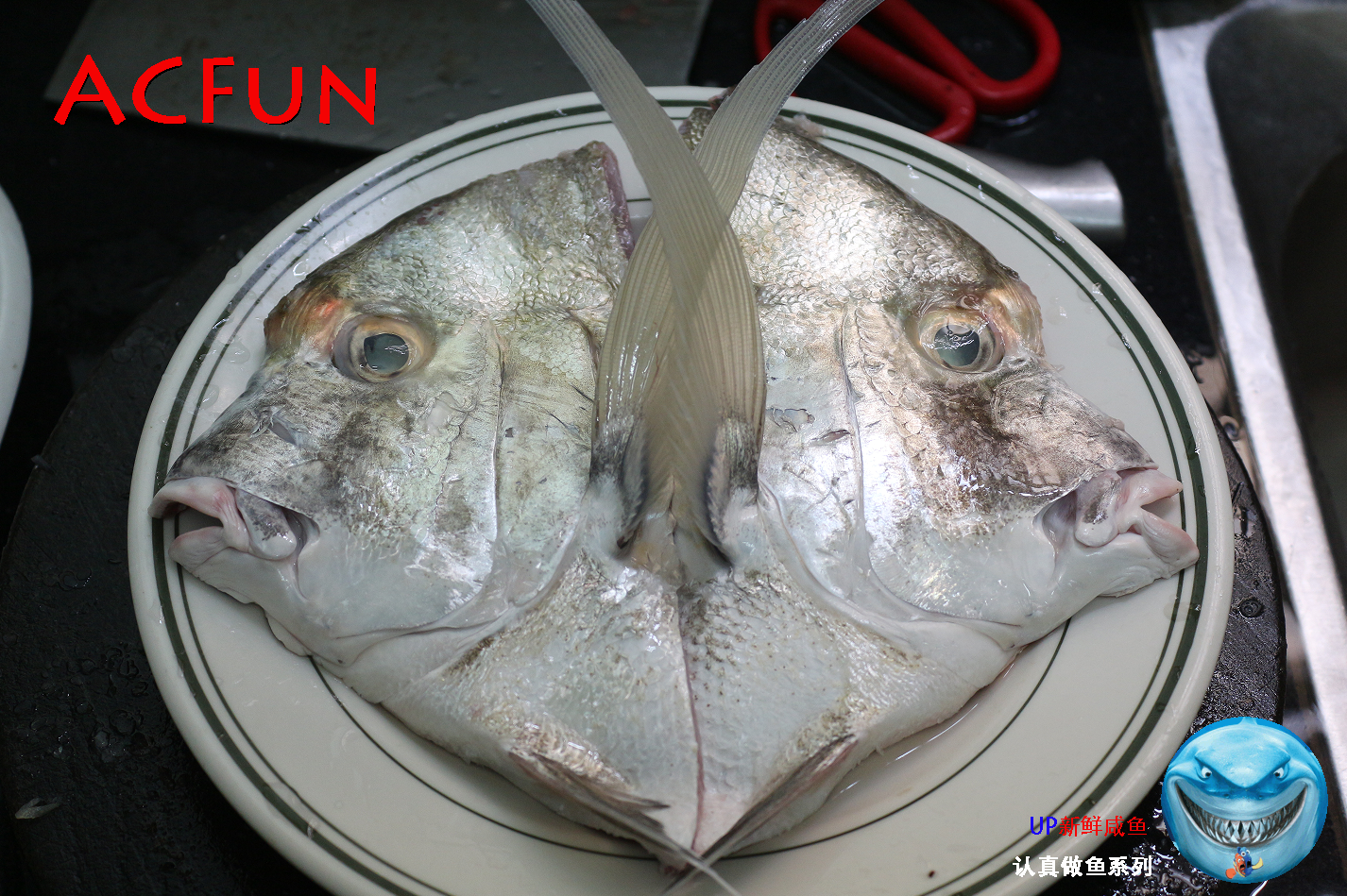 【认真做鱼系列143】斑点鸡笼鲳