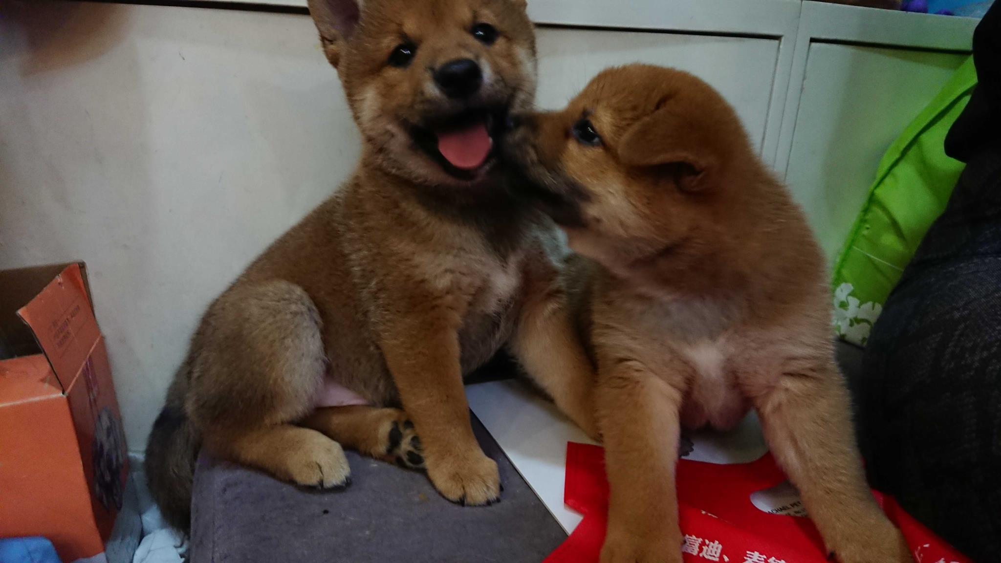 小时候的柴犬萌萌哒