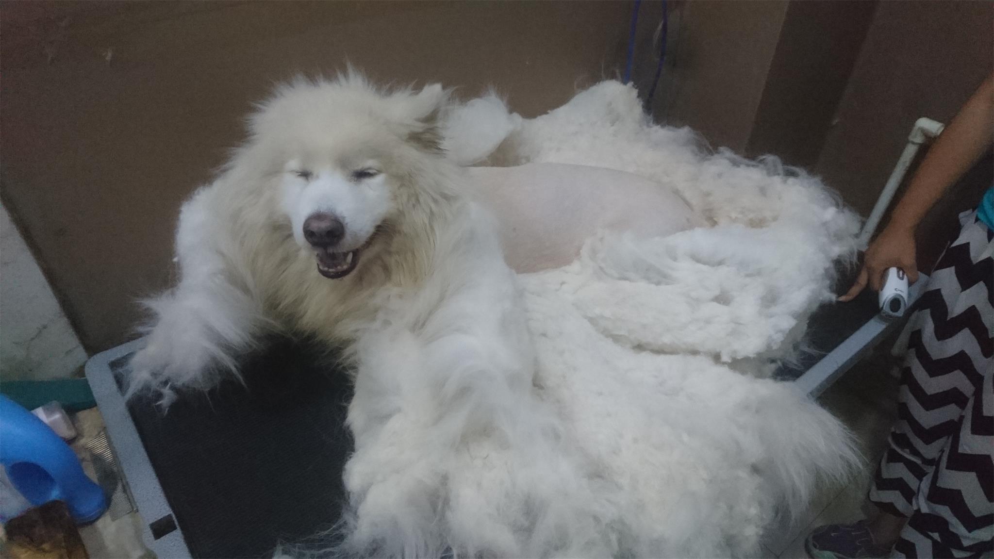 一些乱七八糟的宠物照