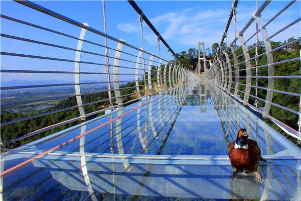 我是谁我在哪?山鸡误入南丹山玻璃桥吓到不敢飞