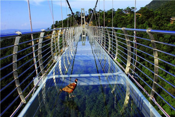 我是谁我在哪?山鸡误入南丹山玻璃桥吓到不敢飞