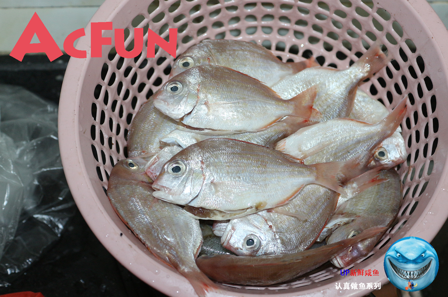 认真做鱼系列151二长棘鲷前几天钓的