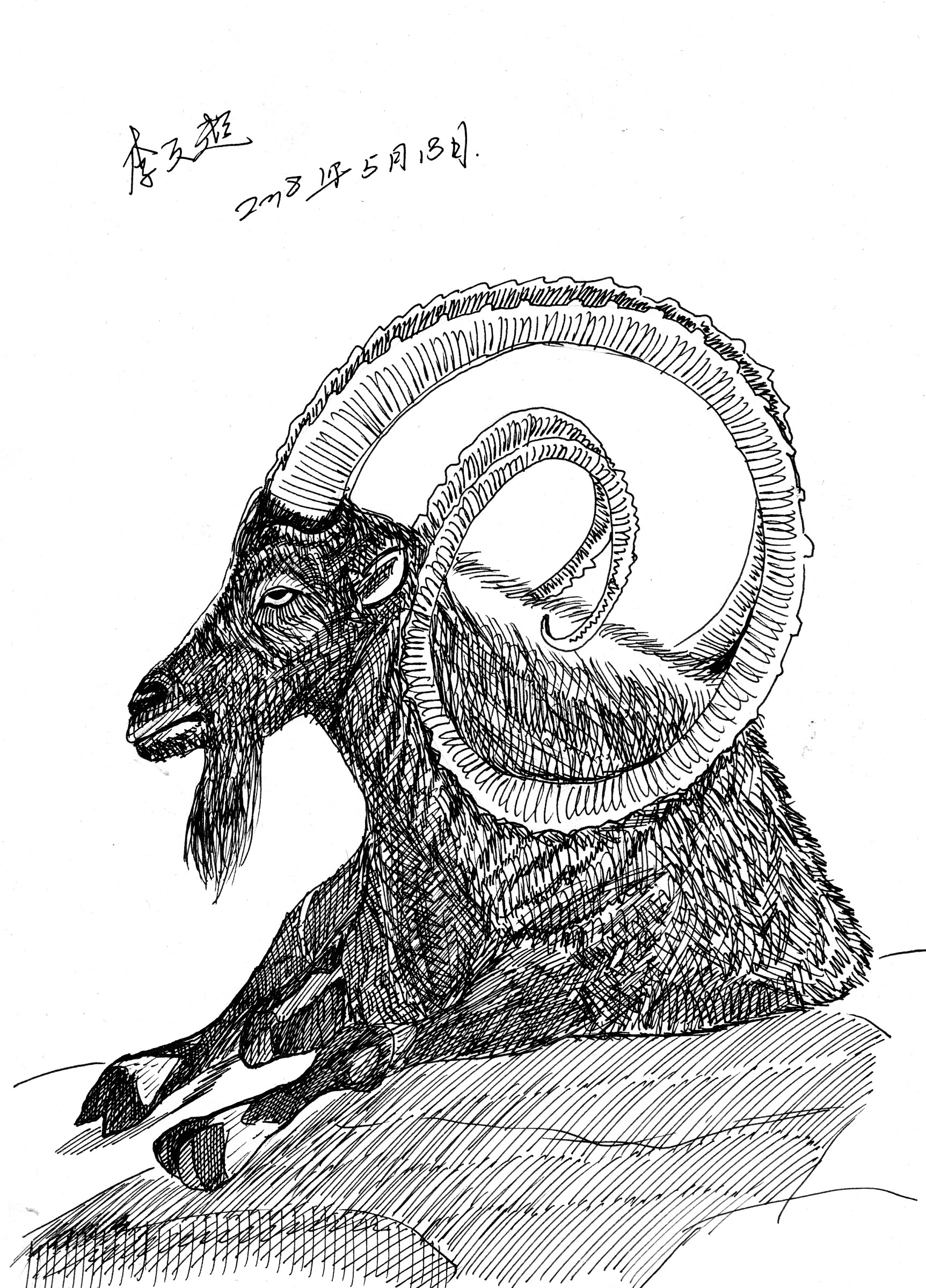 涂鸦李文超的钢笔速写长角黑羊