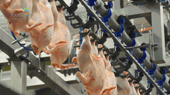 350_197gif 动态图 动图