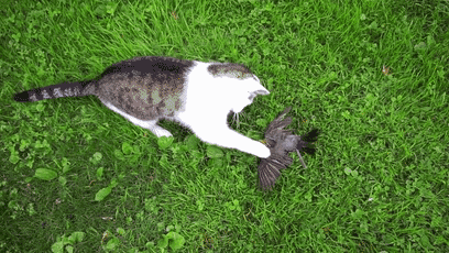 猫和老鼠是真科学神作猫才没那么爱抓老鼠呢