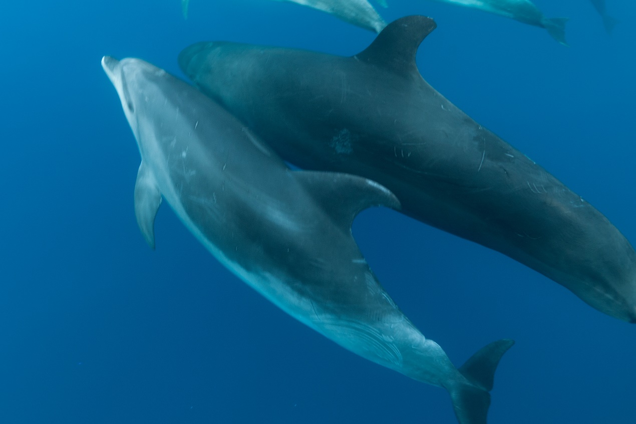 宽吻海豚与伪虎鲸同游.