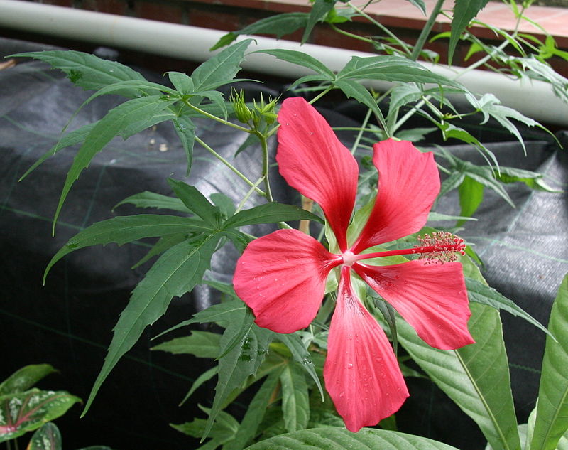不可食用的红秋葵( hibiscus coccineus).