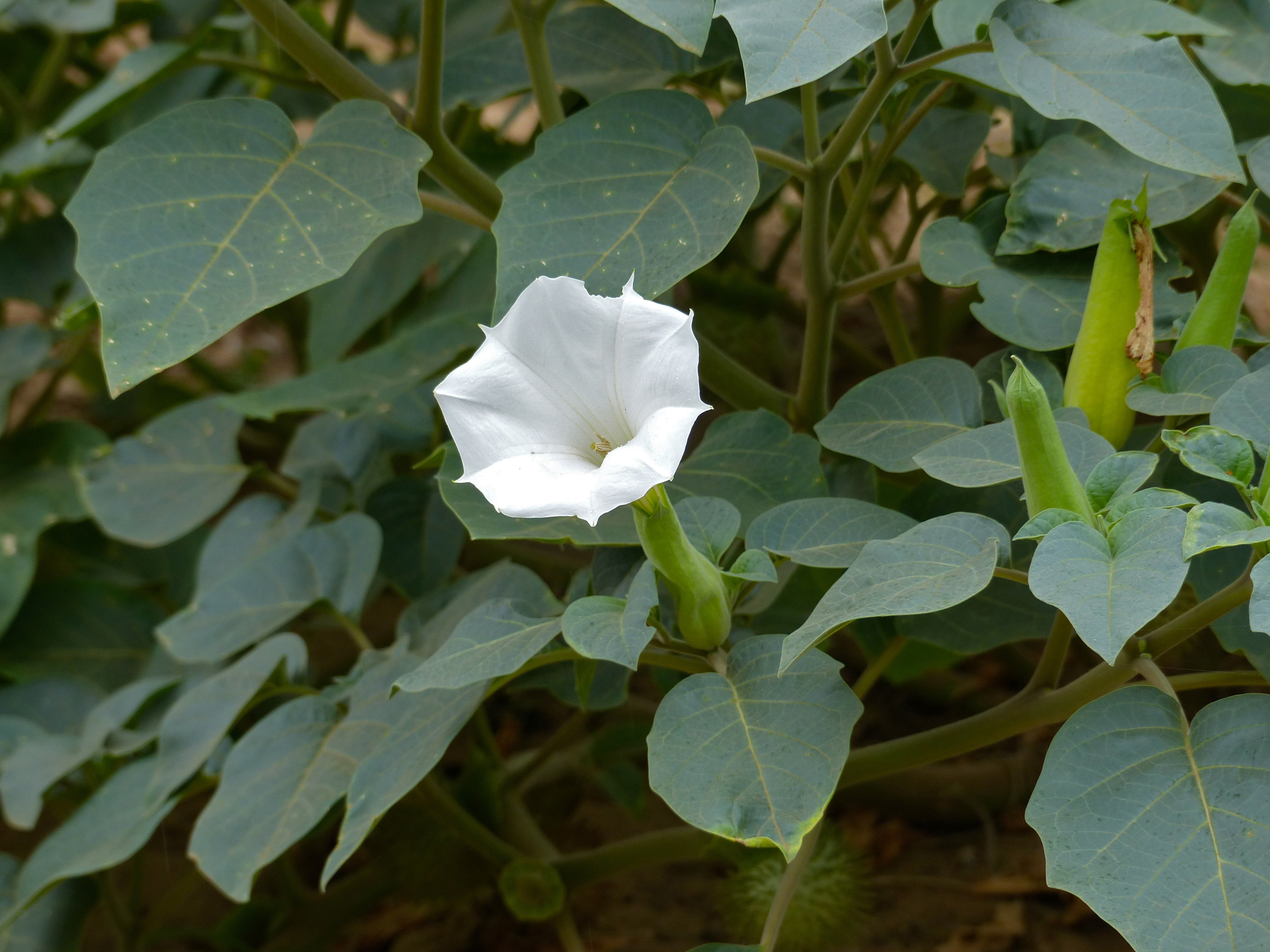 毛曼陀罗的花,注意它的长长绿色花萼筒,稍不注意可能会被认作是秋葵