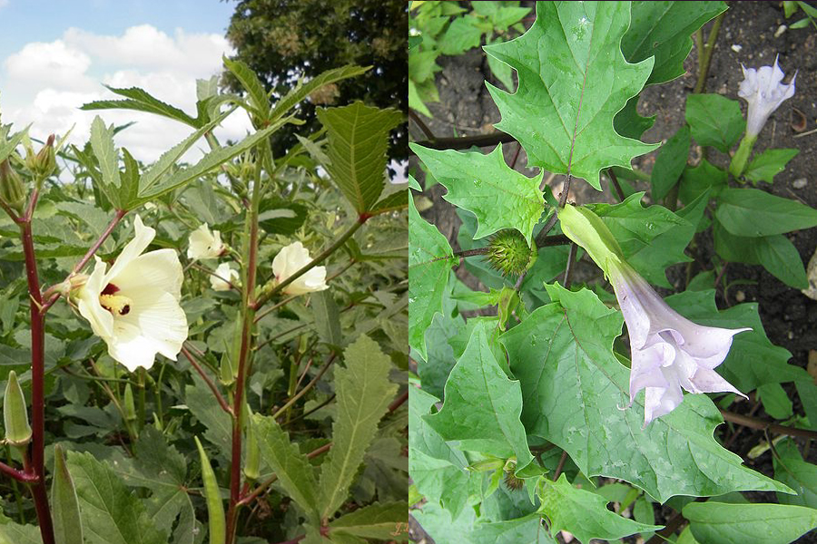 秋葵(左)与曼陀罗(右)的花,叶对比.图片:delince.