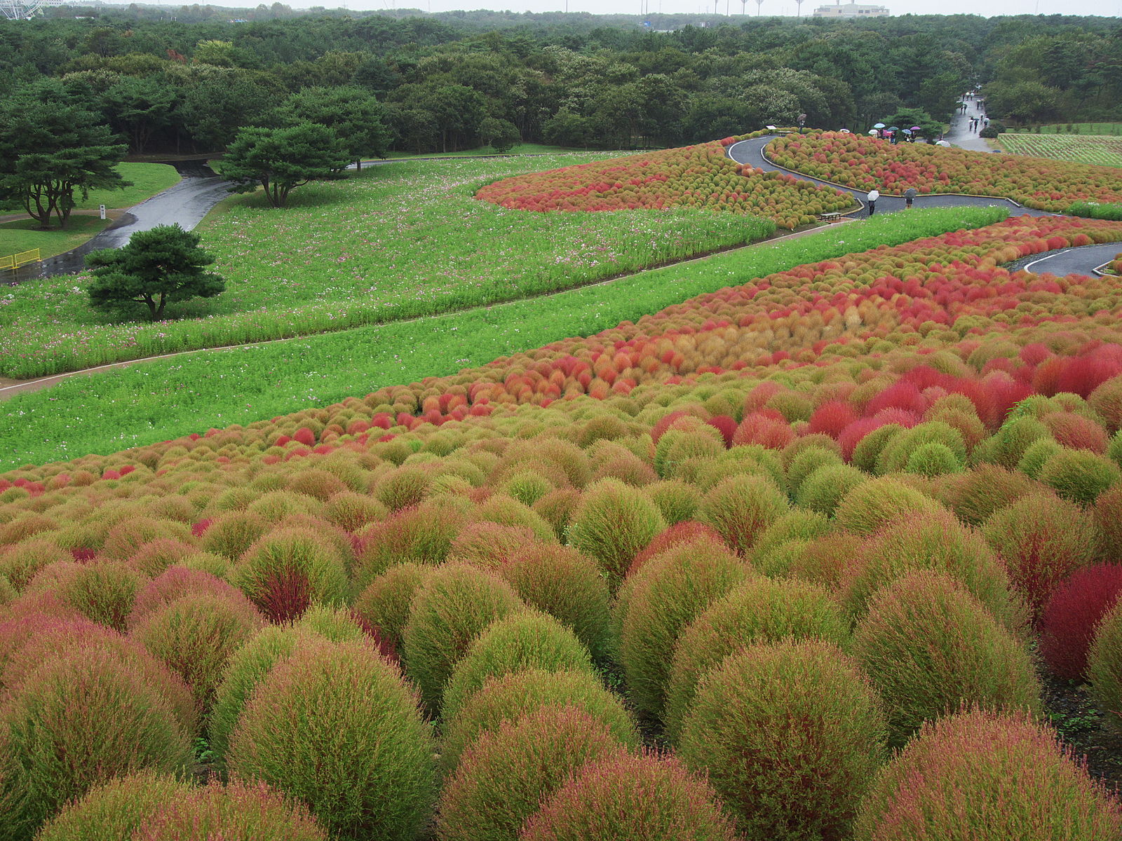 日本茨城县日立海滨公园(kokuei hitachi seaside park)的"巨型毛球.