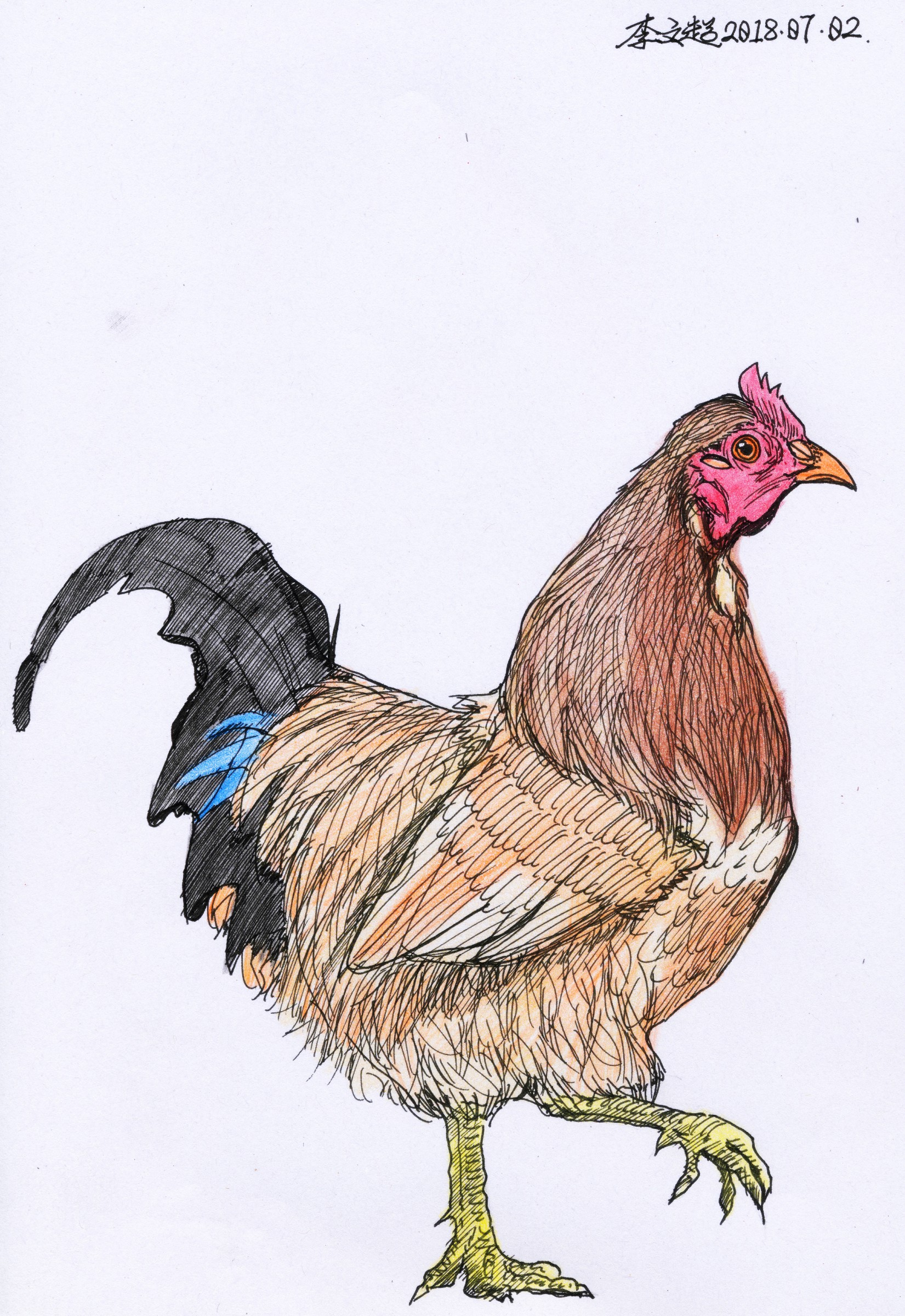 涂鸦李文超的钢笔速写彩铅上色十二生肖鸡