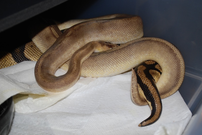 如果有人夸你"腰细如蛇",你可得小心了