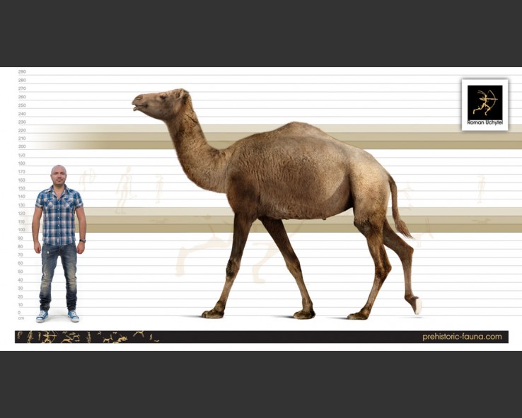 都顺拐了,骆驼怎么还能做"沙漠之舟"啊!