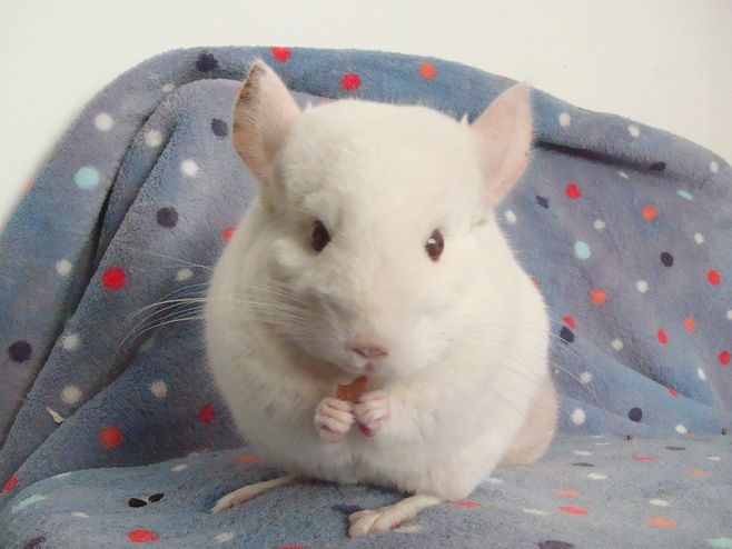 动物篇(四)——龙猫的绘画方法(板绘经验分享「一百零三」)