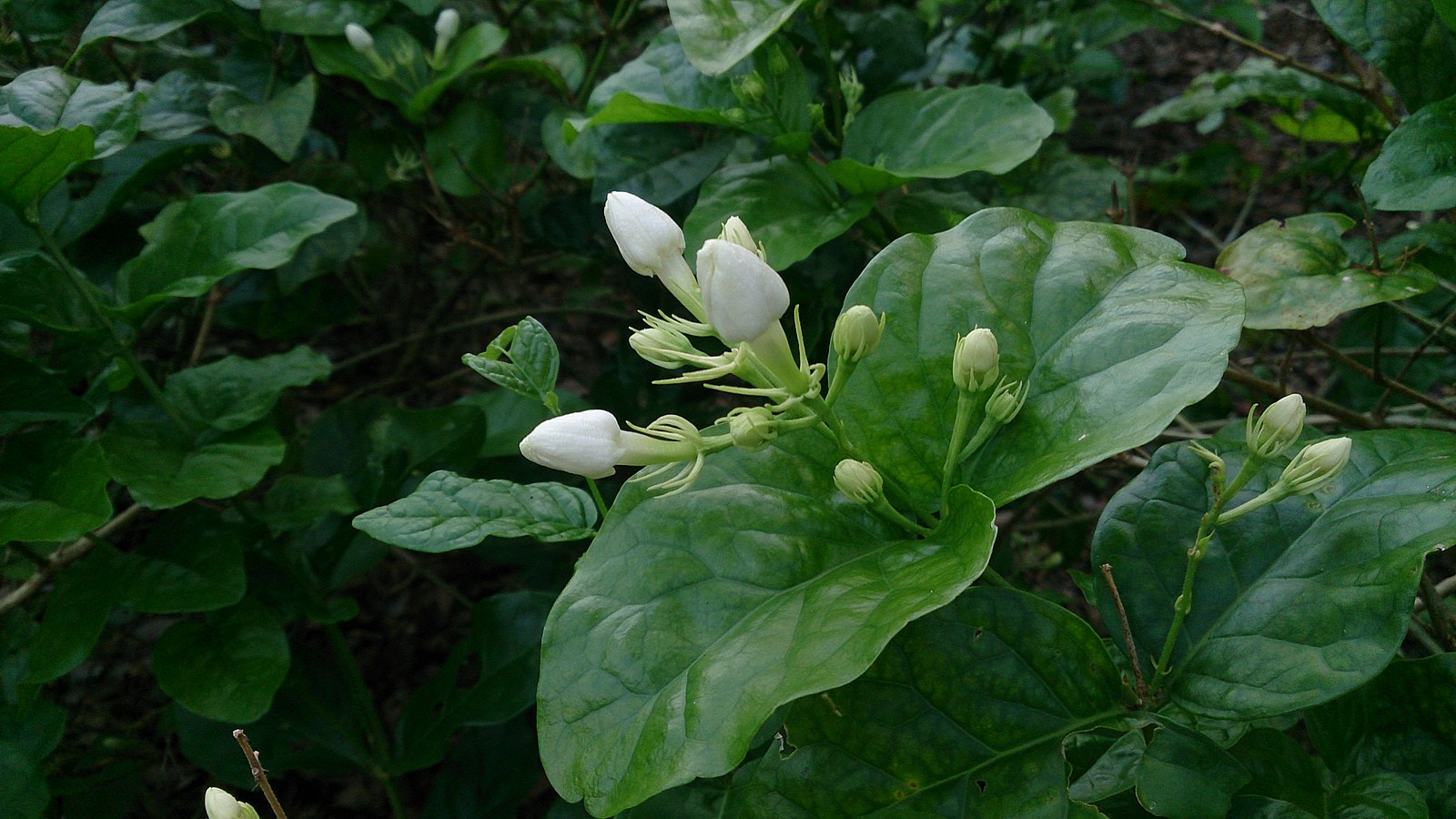 茉莉花茶,选用什么样的花苞才最香?