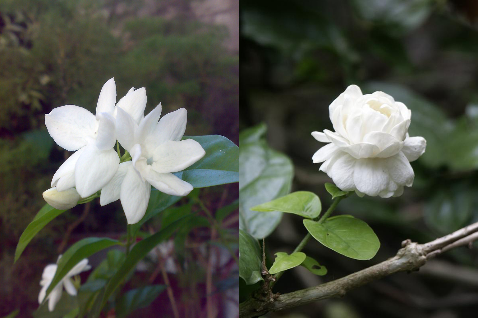 茉莉花茶,选用什么样的花苞才最香?