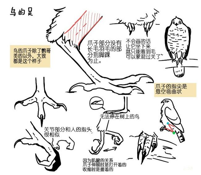 小鸟的脚怎么画图片