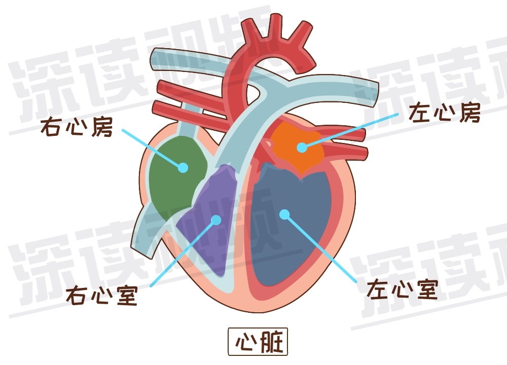 心室心房与动脉关系图图片