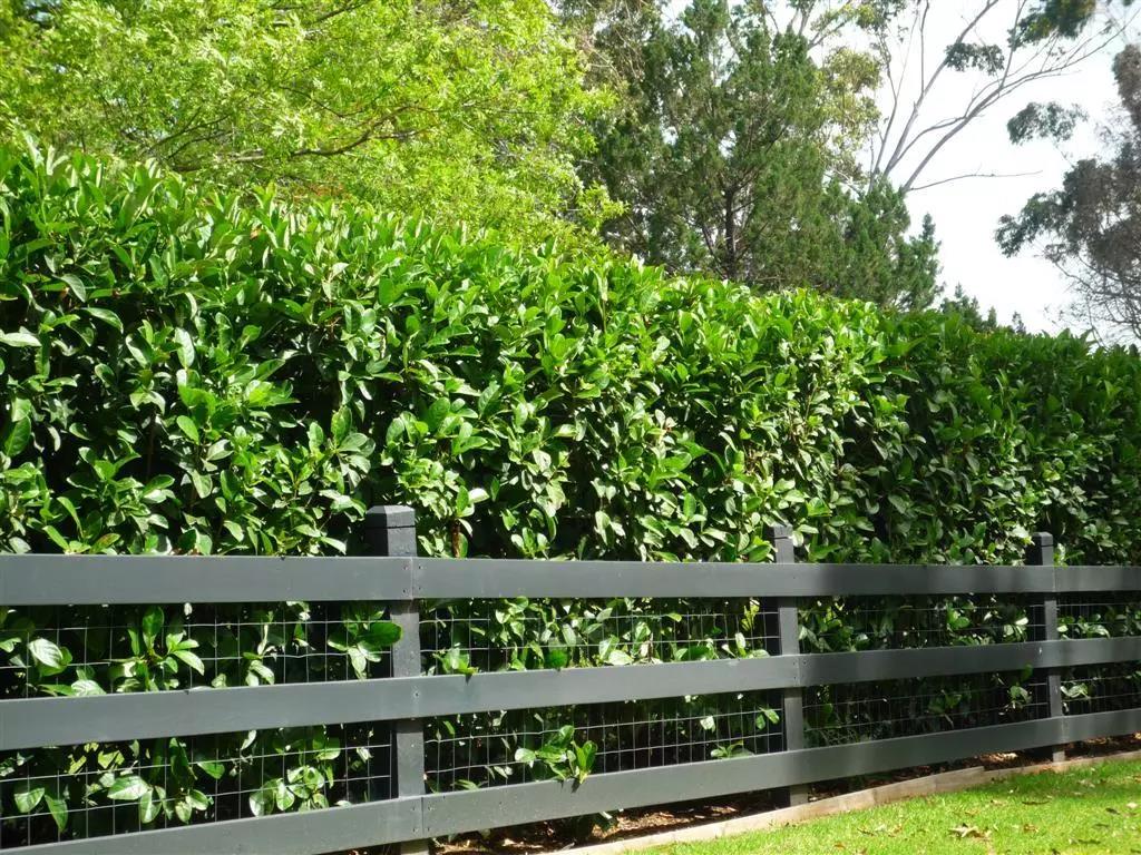 低矮绿篱植物图片