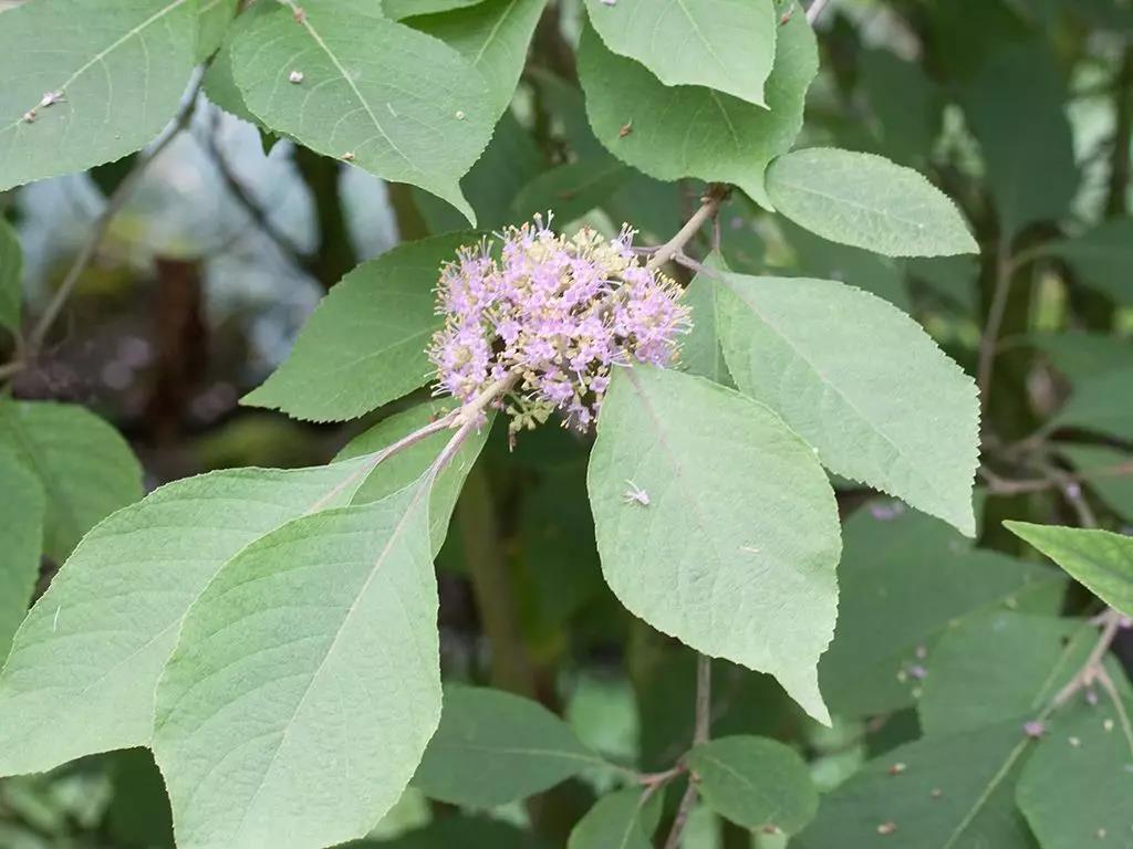 华紫珠的花.图片:denis.prévt / wiki commons