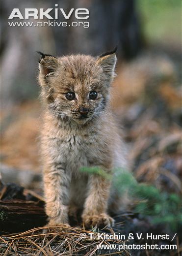 加拿大猞猁幼崽,吸!图片: t. kitchin & v. hurst / www.photoshot.