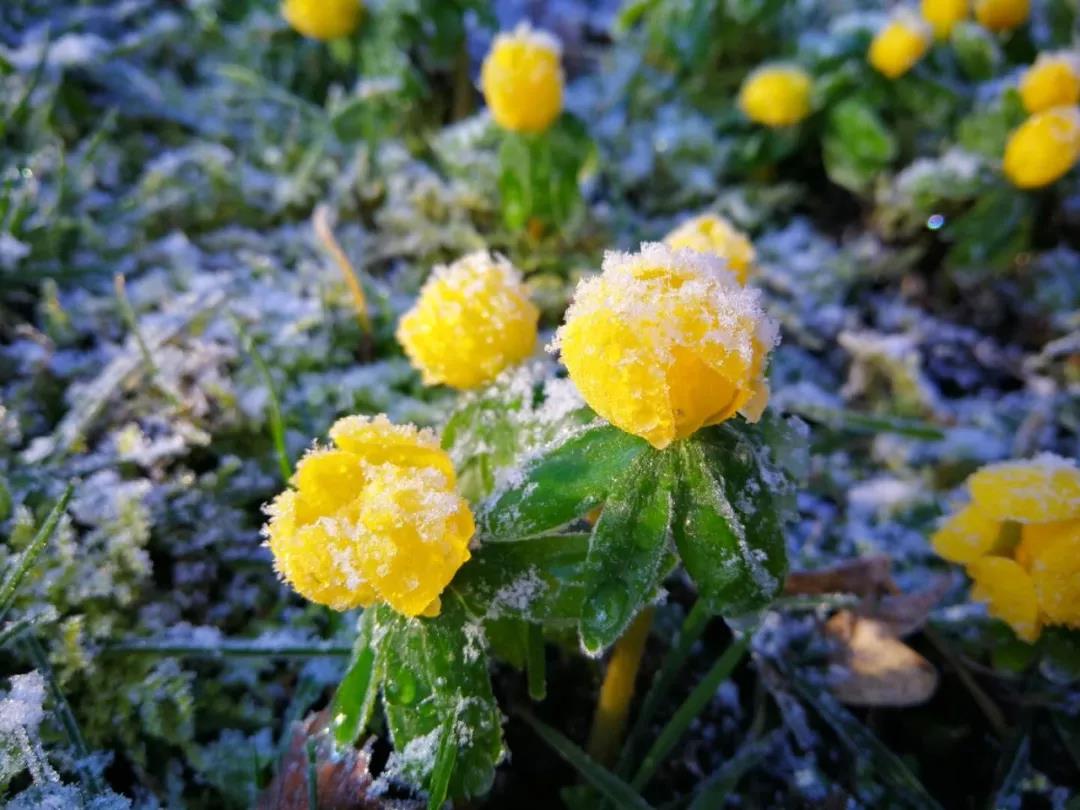 薄雪下的冬菟葵.圖片:江南蝶衣