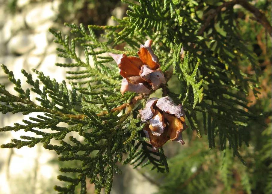 侧柏成熟开裂的球果.