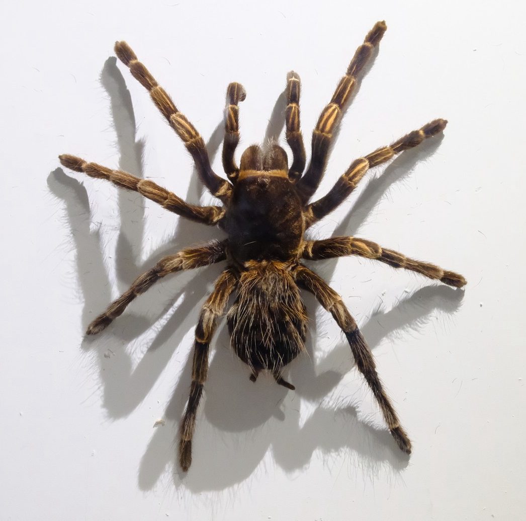 大河之旅 生命之歌"以大河为背景,以生命为主题,以贝林捐赠标本为基础