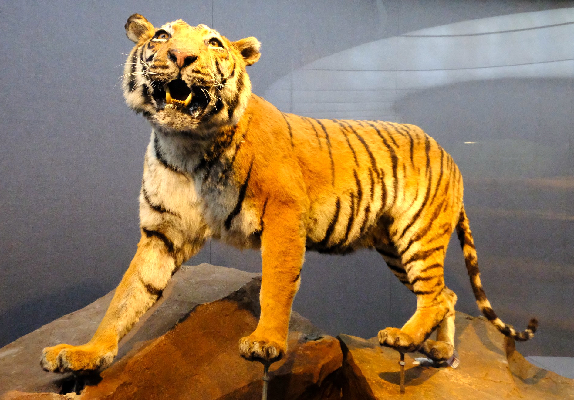 大河之旅 生命之歌"以大河为背景,以生命为主题,以贝林捐赠标本为基础