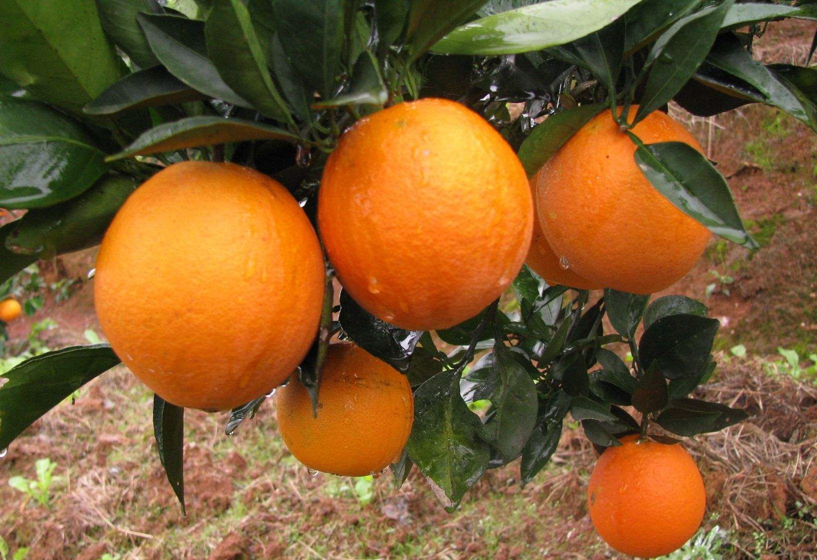 "小葱带你吃天下"——怀化:寻味黔滇门户!