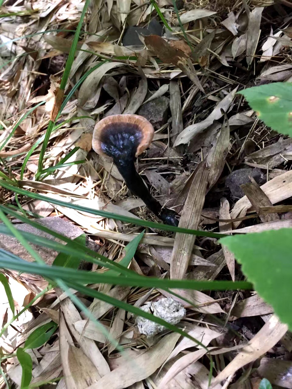 浙江金华.在山里发现了天材地宝.于是被雷劈了.真的是灵芝.