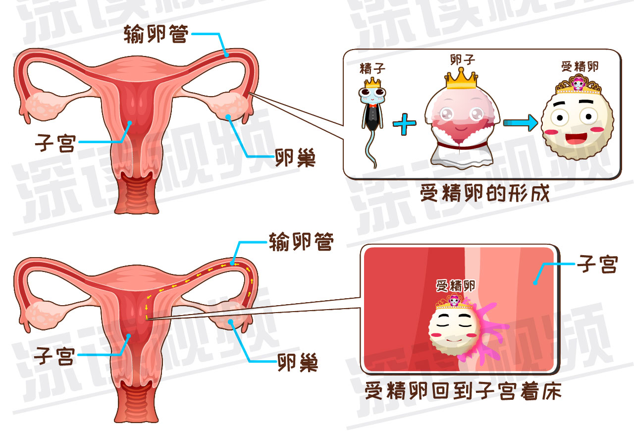 是輸卵管不通?還是炎症,腫瘤在作妖?