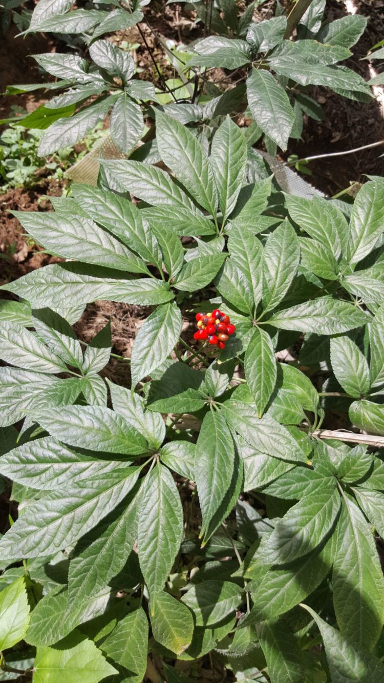 "黑人参"有这么几种分类 - acfun弹幕视频网 - 认真你就输啦 (?ω?