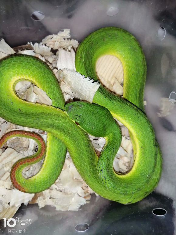 【毒蛇系列】竹叶青,那一抹冷艳的绿