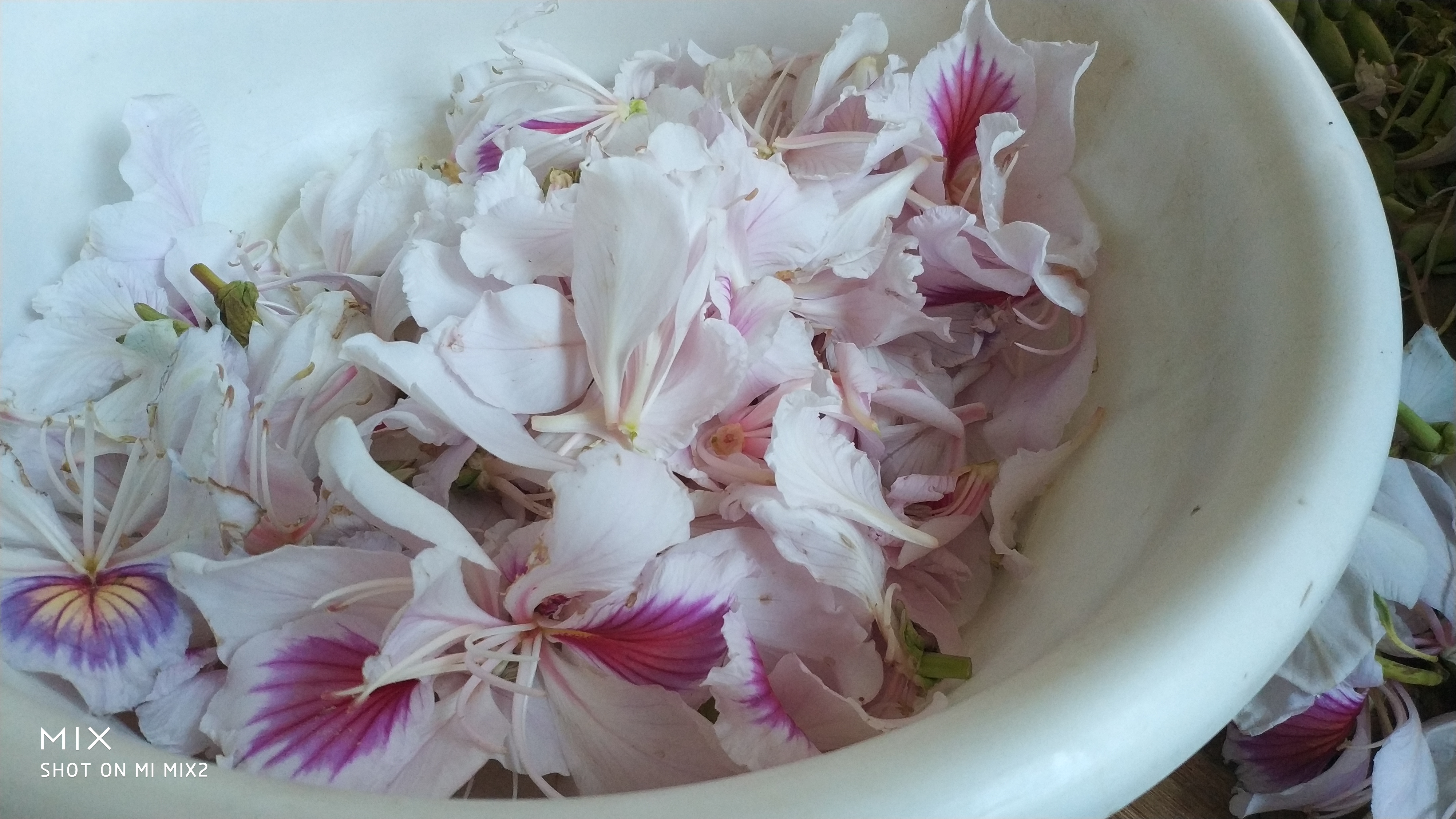 【粉王的日常】——炒白花