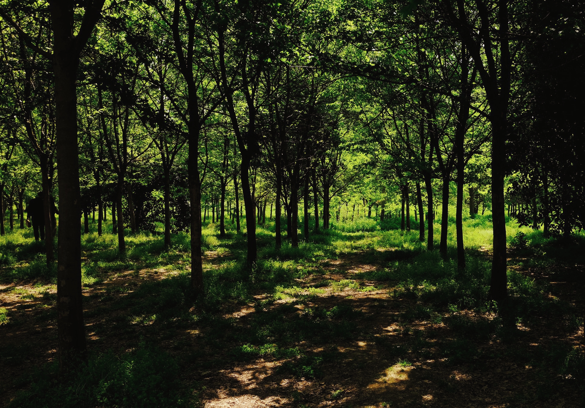 踏青马鞍山森林公园武汉