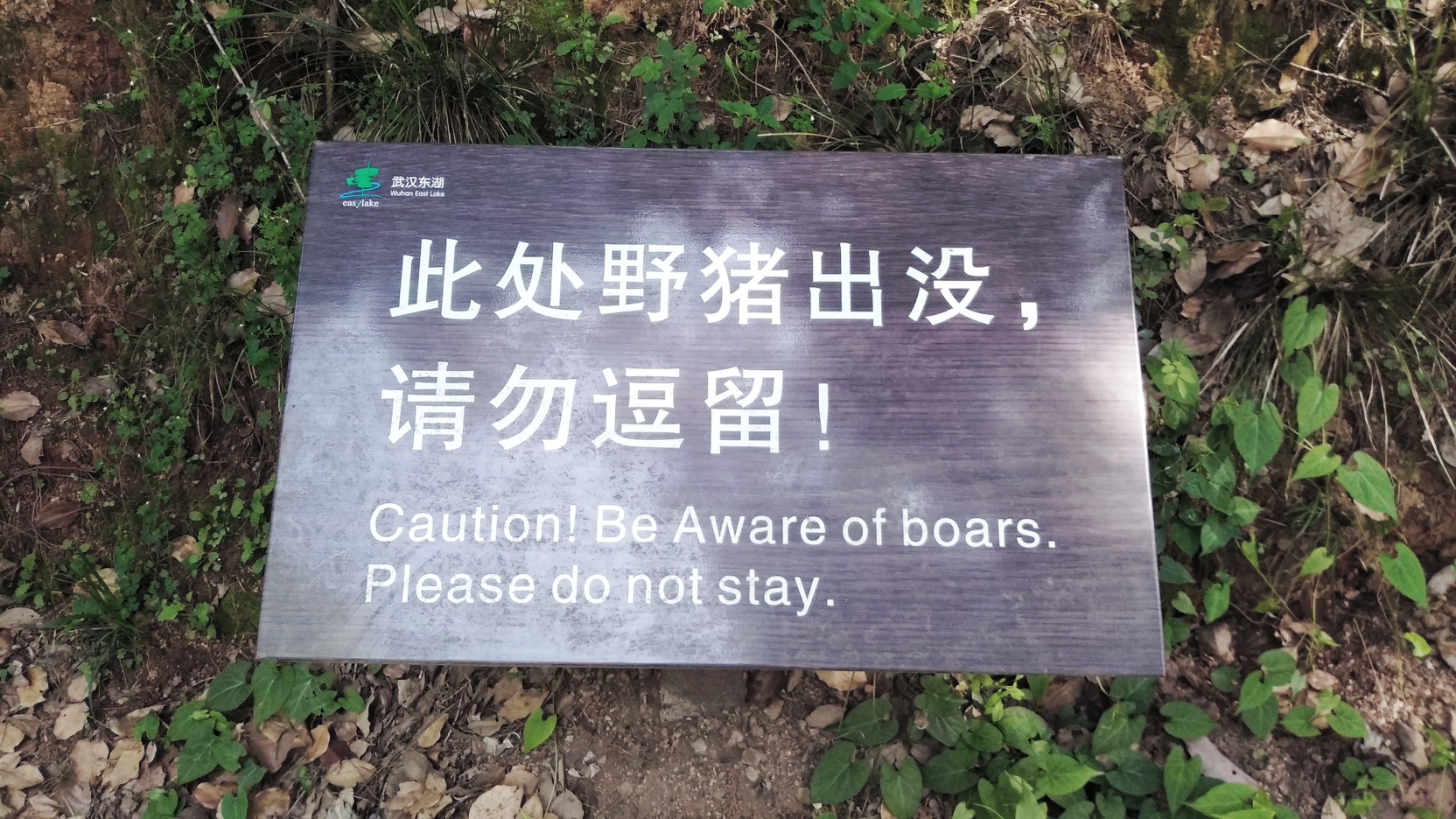 踏青马鞍山森林公园武汉