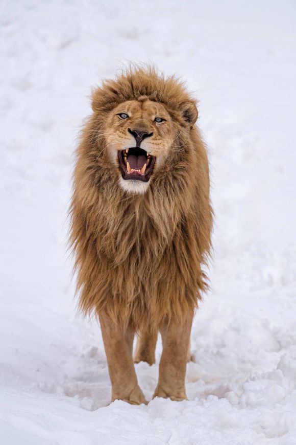 看完纪录片, 就喜欢上了在雪地之中奔跑的老虎, 可惜野生,西伯利亚虎