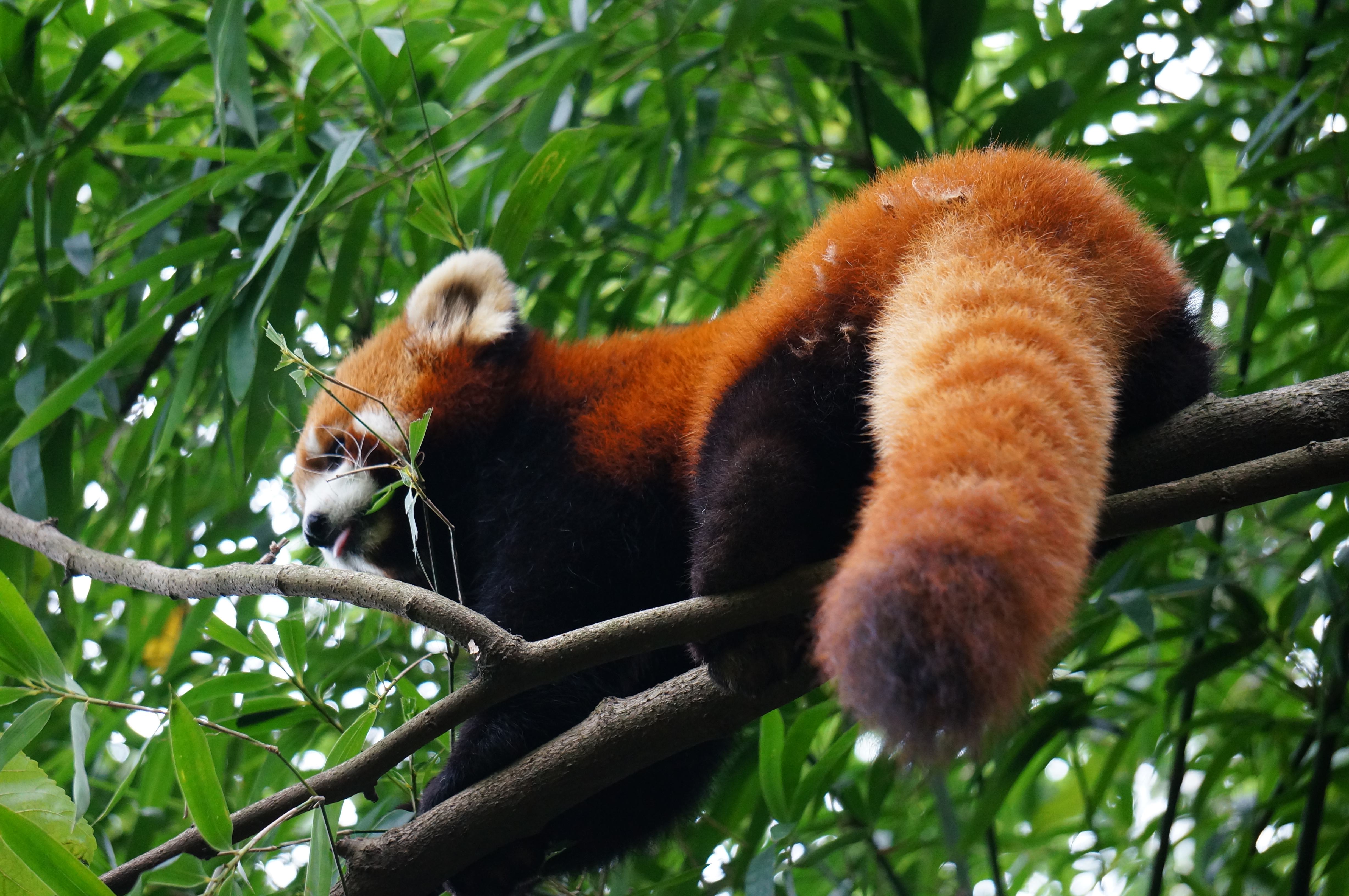 红熊猫—壁纸 - acfun弹幕视频网 - 认真你就输啦 (?ω?