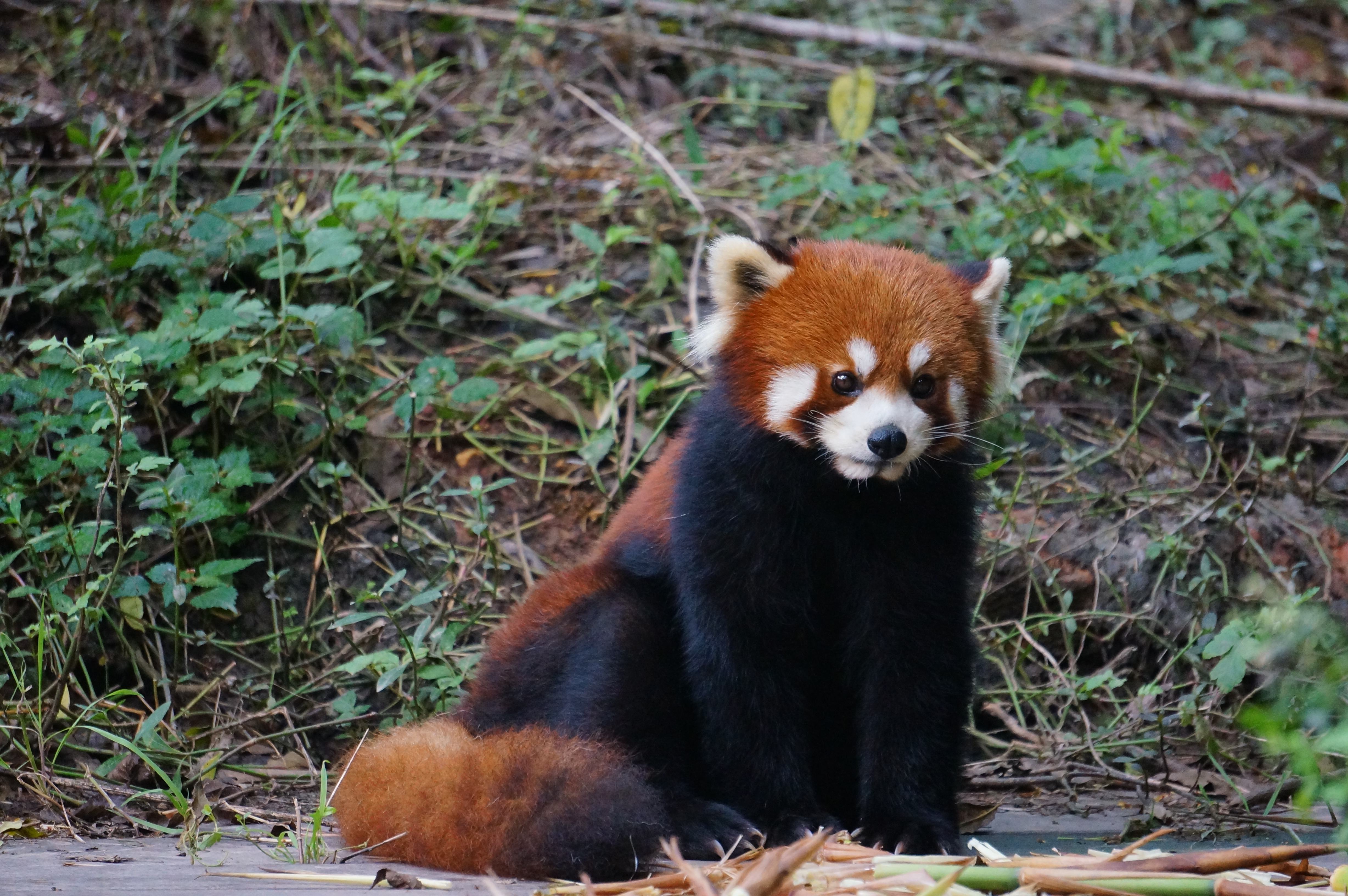 红熊猫—壁纸 - acfun弹幕视频网 - 认真你就输啦 (?ω?