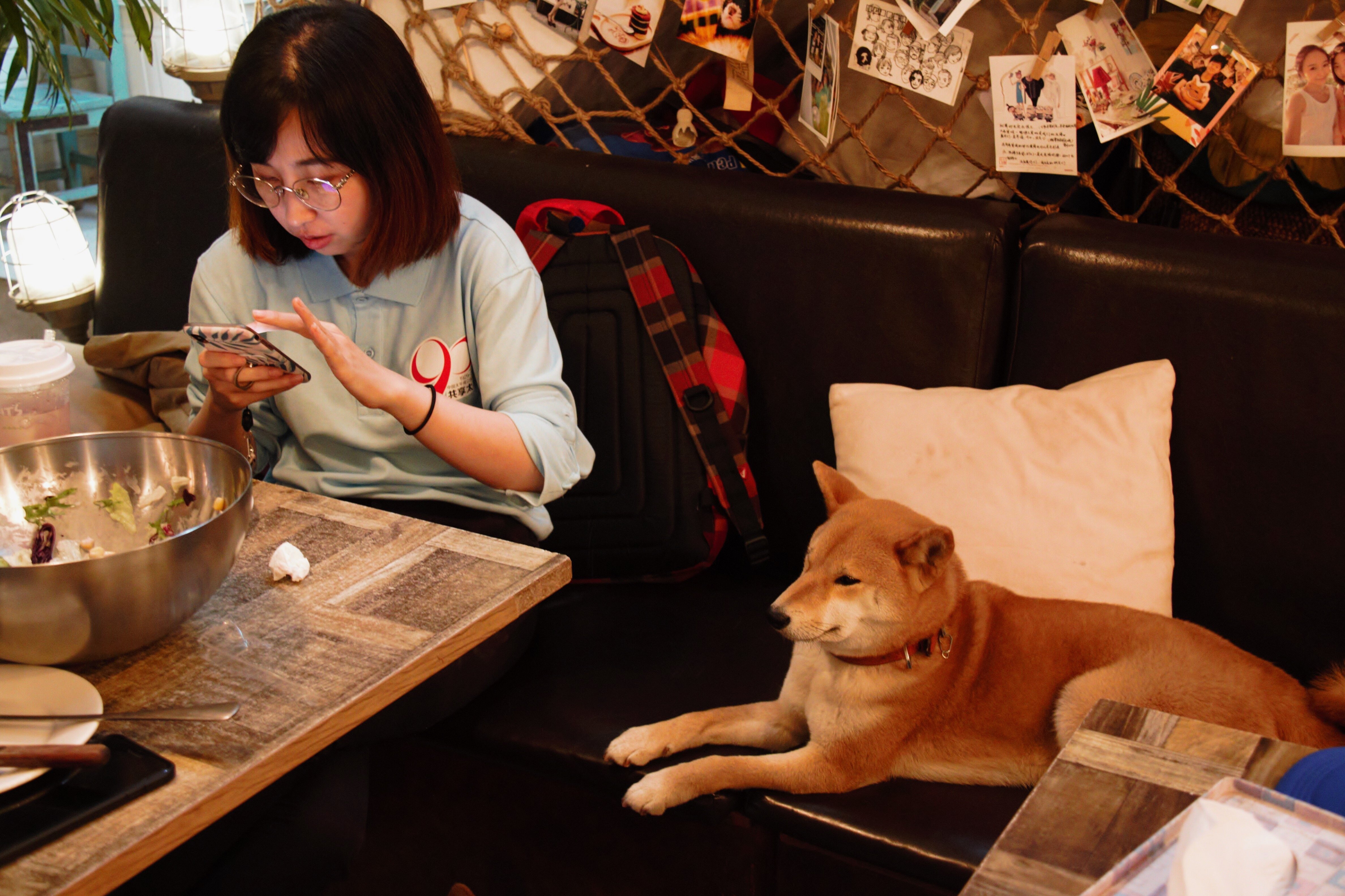 中国的宠物行业快速发展,越来越多年轻人养宠物,许多年轻人不吝惜给