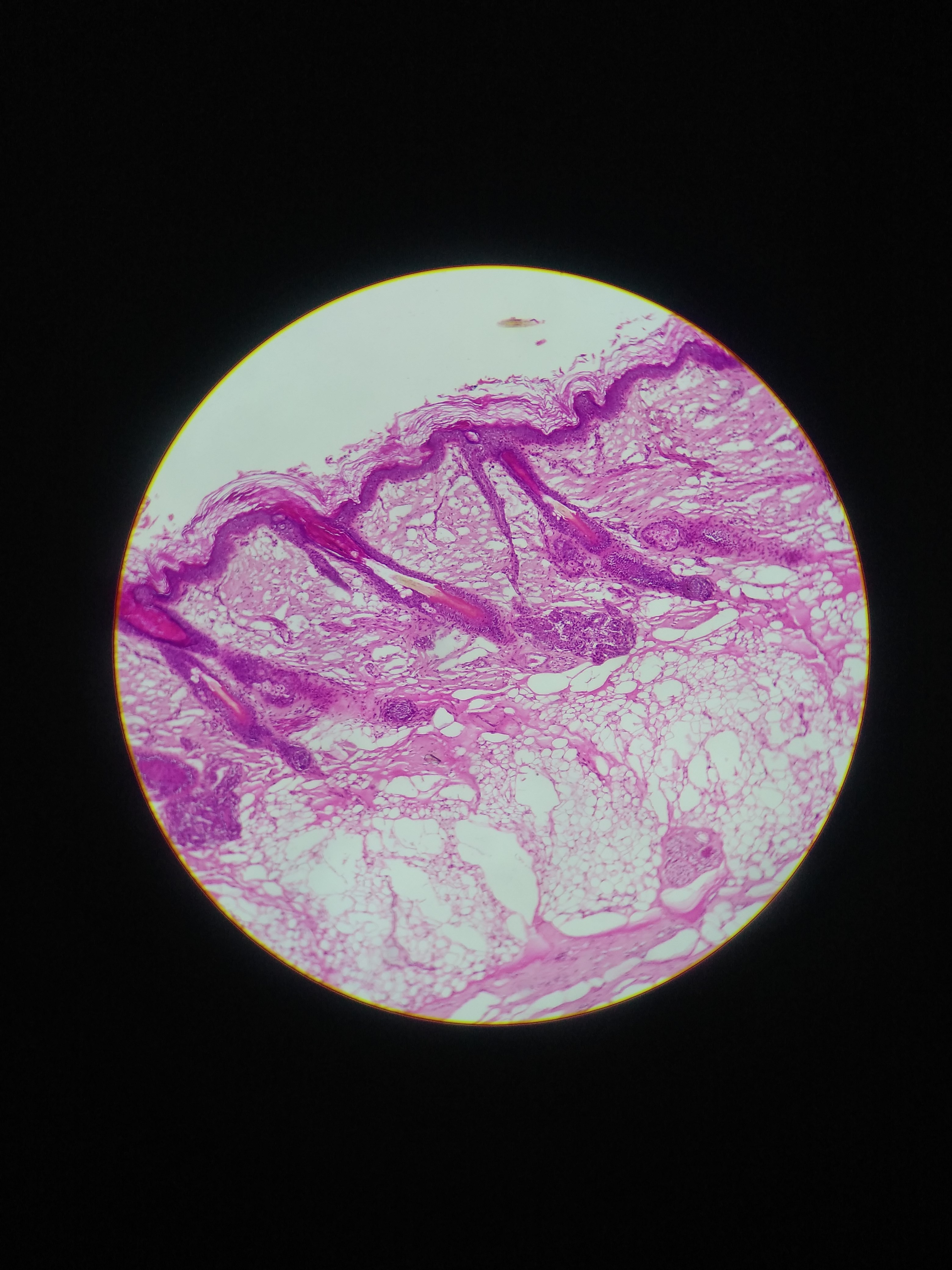 学业报告书大一下学期①组织学与胚胎学切片篇