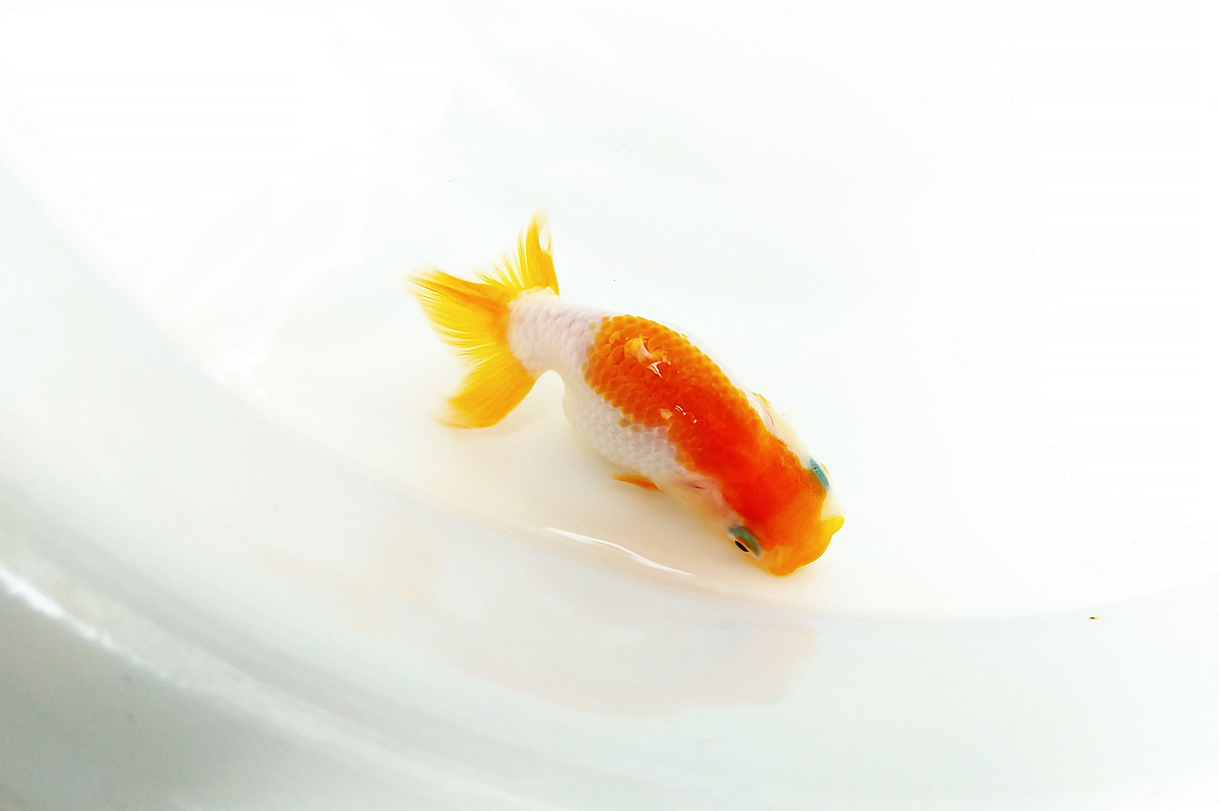 养日本兰寿金鱼的12条心得,新手必看 - acfun弹幕视频网 - 认真你就输